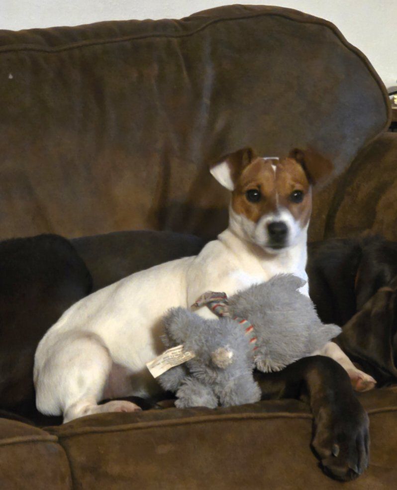 Jack Russell