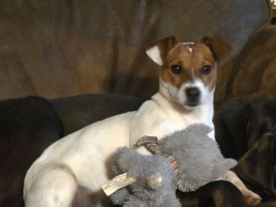 Jack Russell