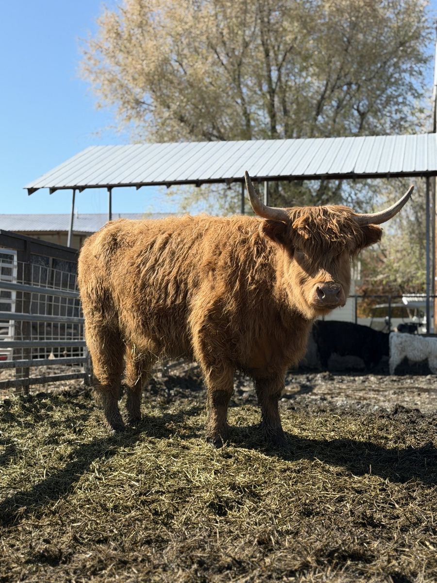 Standard Highland Heifer
