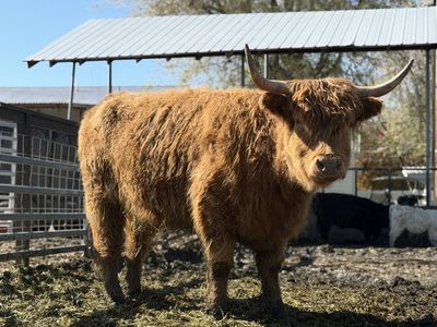 Standard Highland Heifer