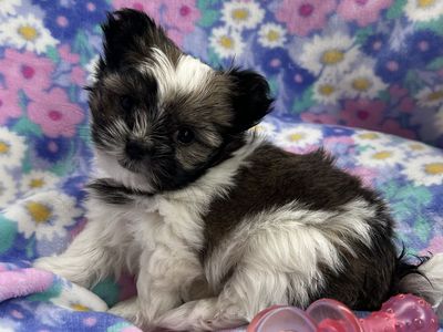 Rare Purebred Mi-Ki Puppies