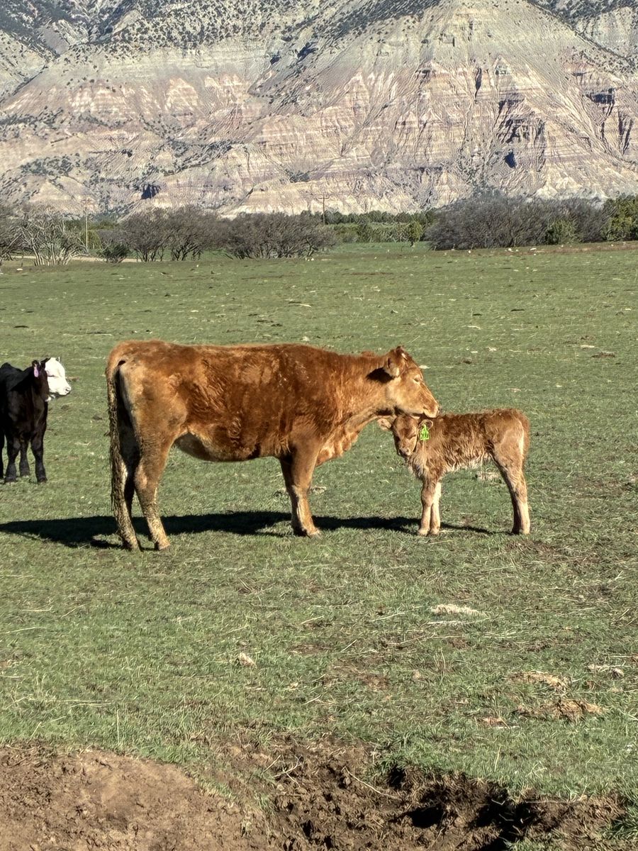 Akaushi Cow calf pairs