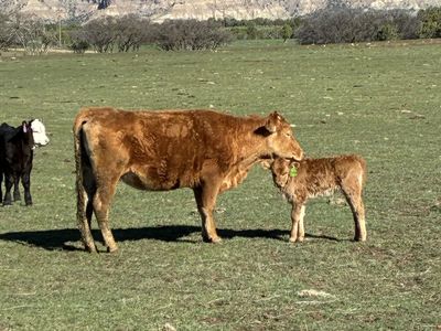 Akaushi Cow calf pairs