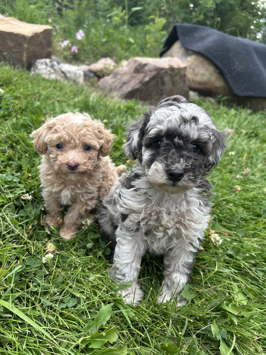 AKC toy poodle puppies