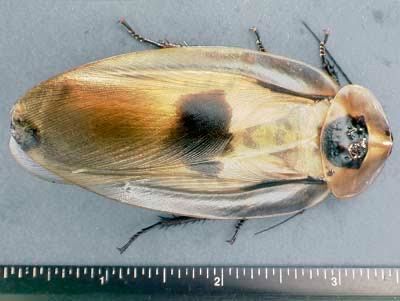 Giant cave roach nymphs 