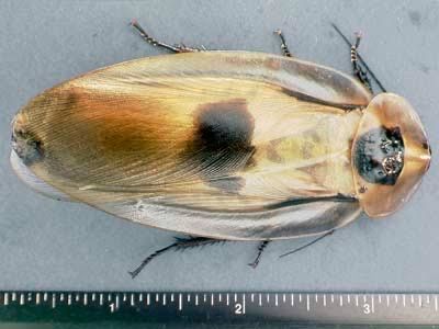 Giant cave roach nymphs