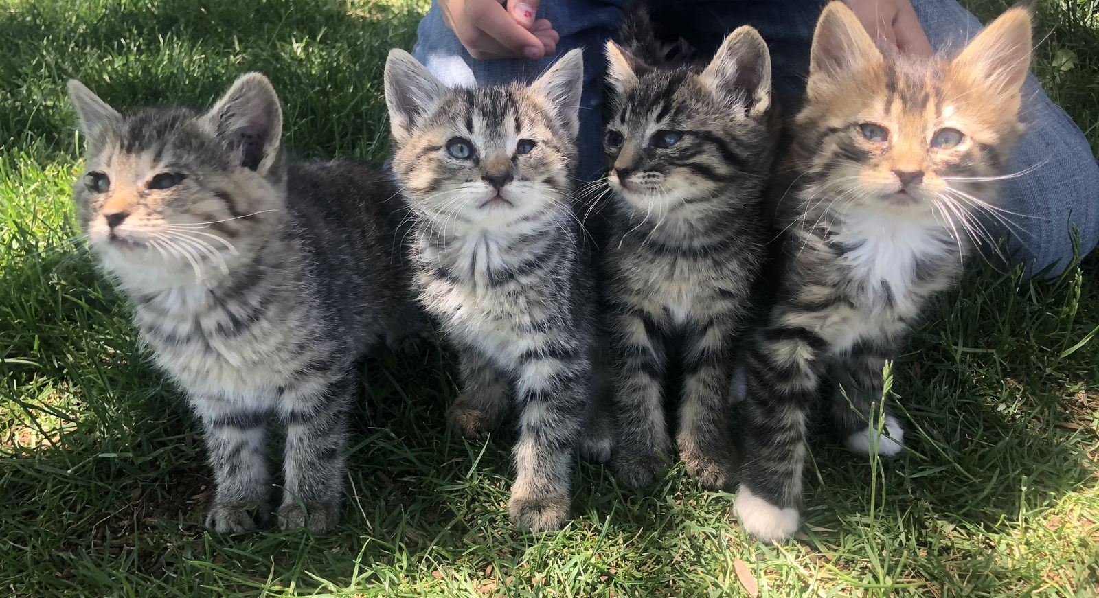 Barn kittens - free
