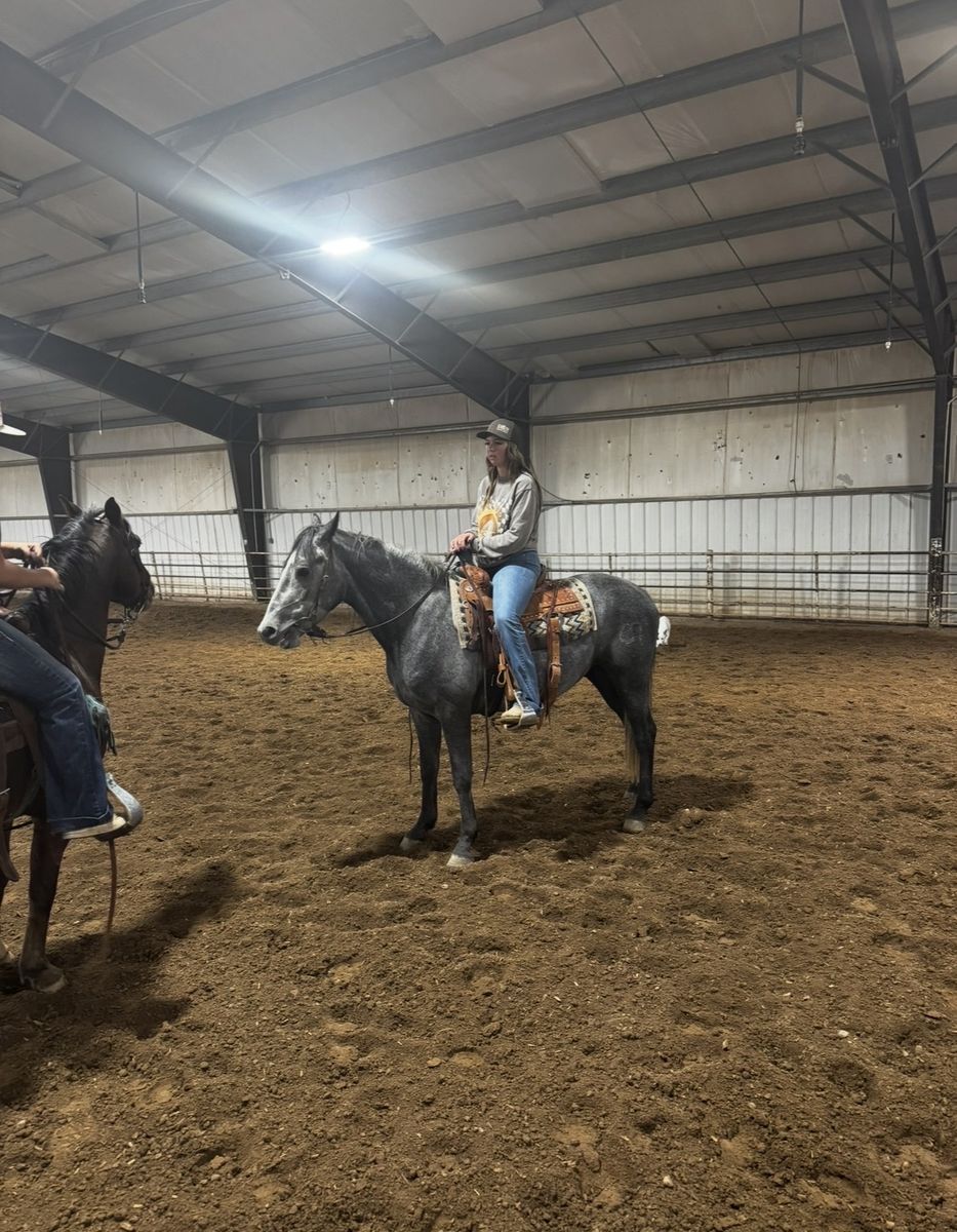 Toad - 4 year old gelding