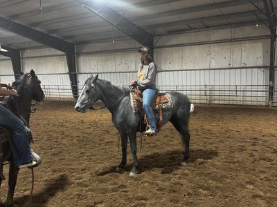 Toad - 4 year old gelding