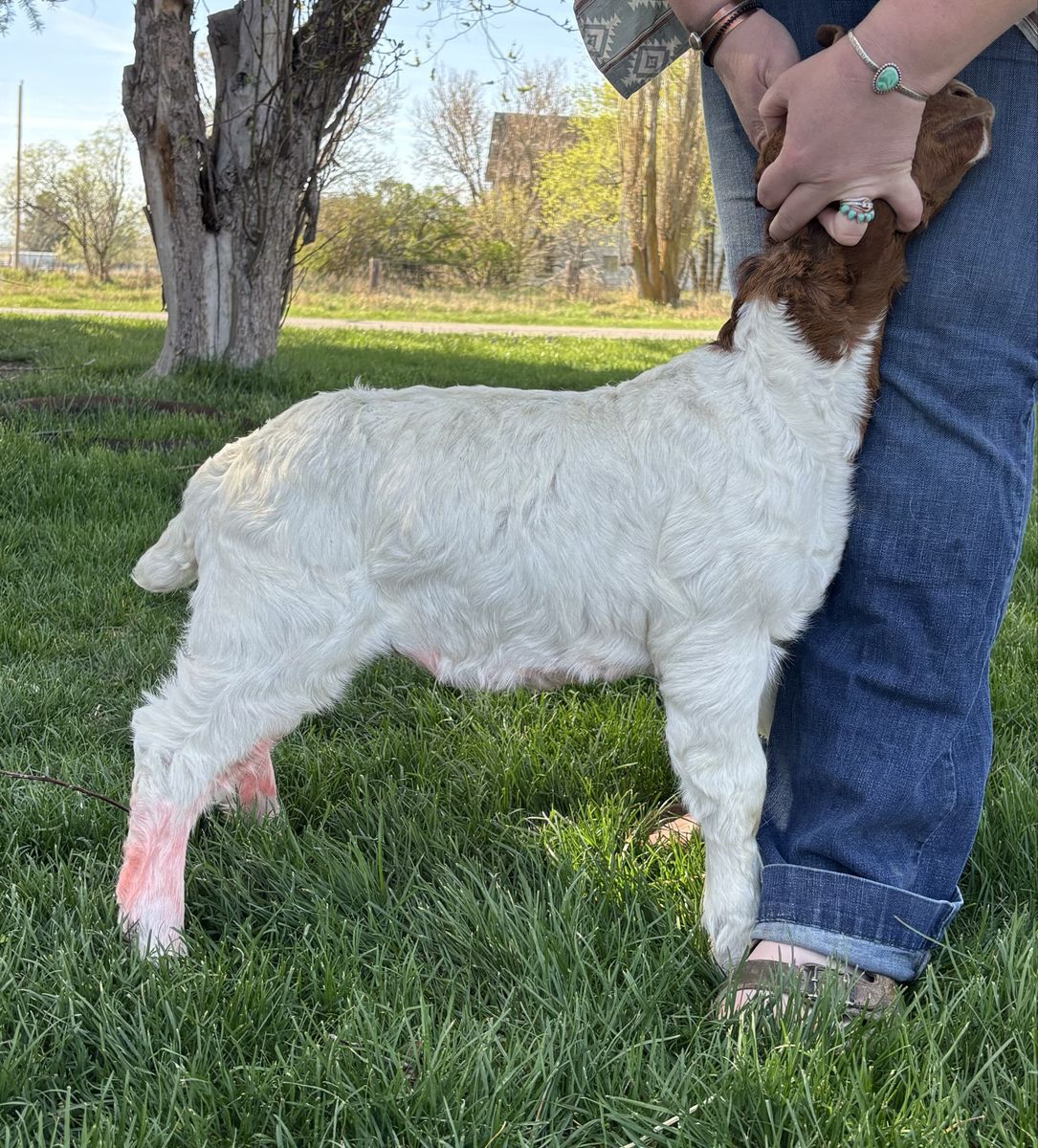 February Boer Market Wether