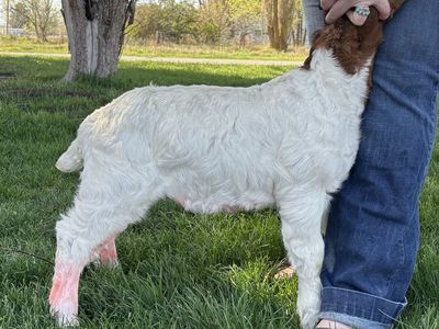 February Boer Market Wether