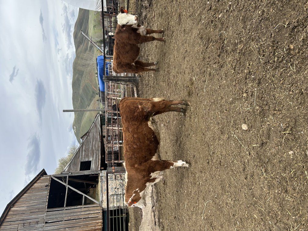 Yearling Hereford Heifers