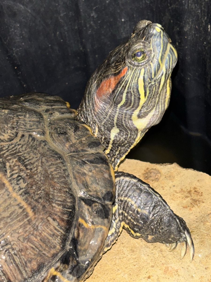 Healthy Red eared slider