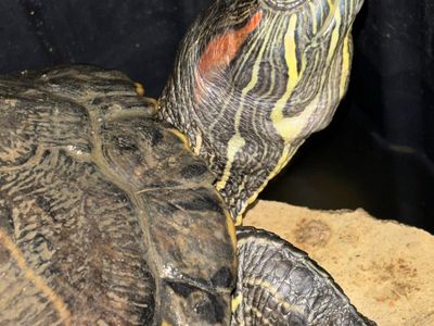 Healthy Red eared slider