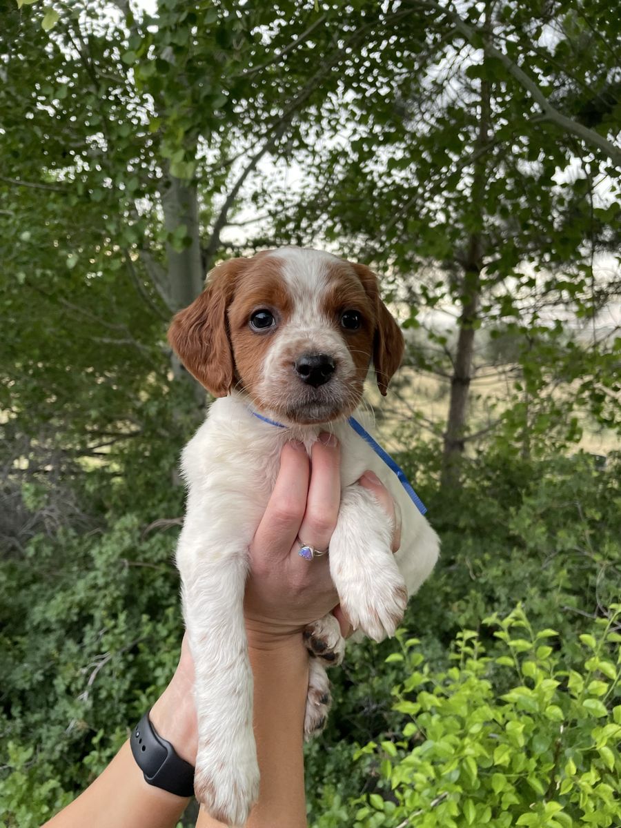 French Brittany Puppies