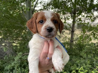 French Brittany Puppies