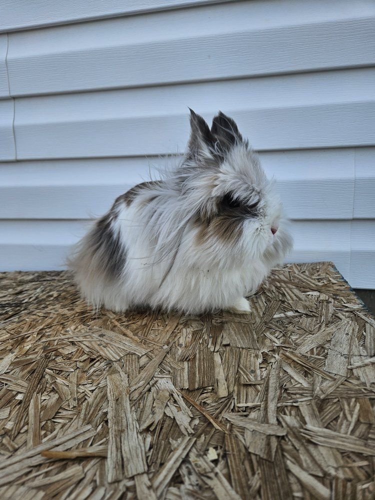 lionhead