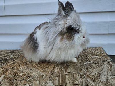 lionhead