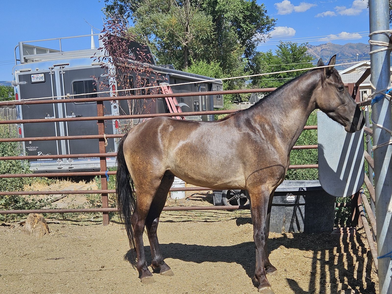 Grulla Tennessee walker
