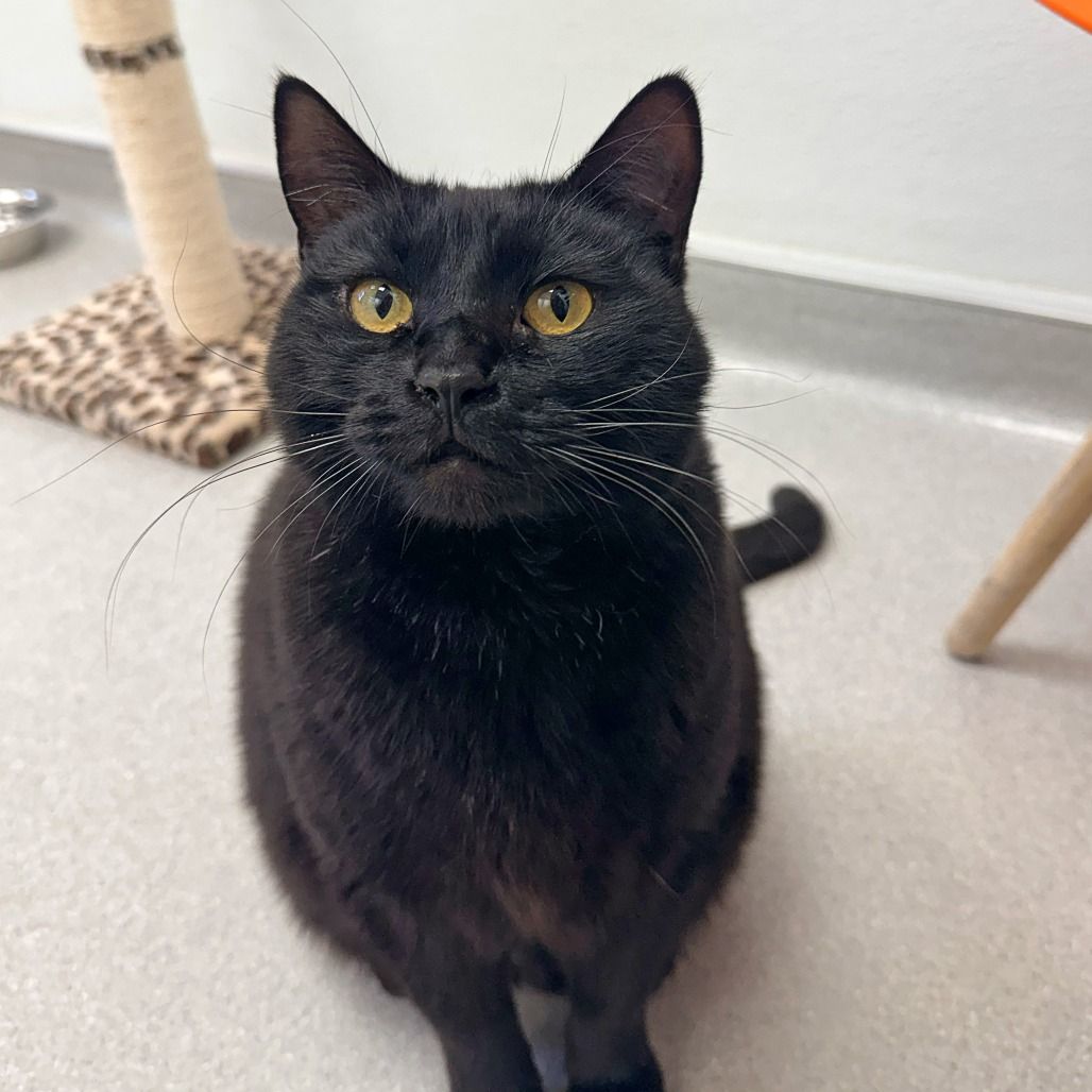 Hello my name is Zelda