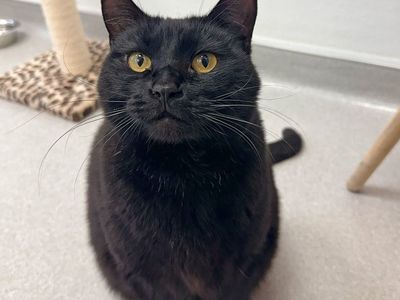 Hello my name is Zelda