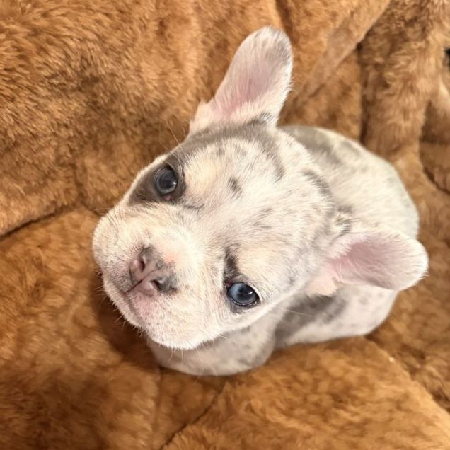 7 week old Male Fenchie