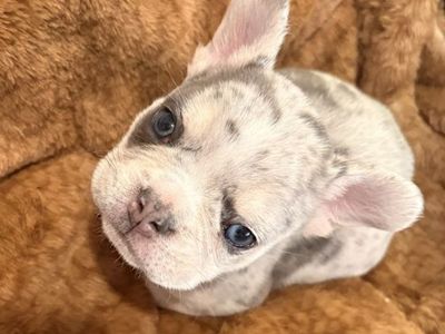7 week old Male Fenchie