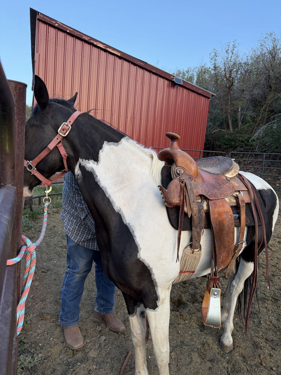 Black and White Paint Horse for Sale