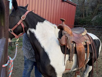 Black and White Paint Horse for Sale