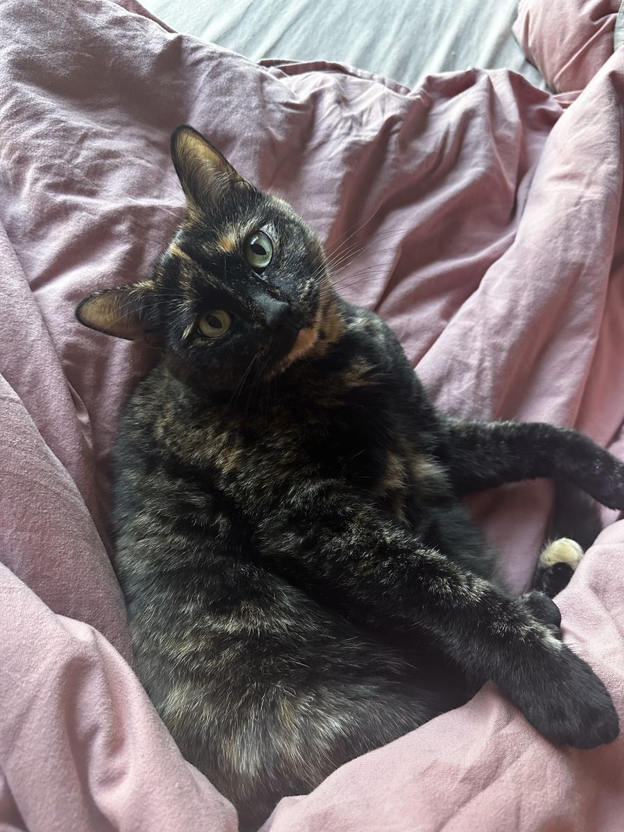 Need to rehome sweet 4 year old kitty