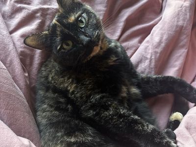 Need to rehome sweet 4 year old kitty