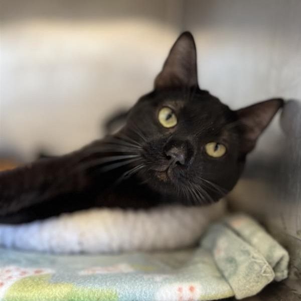 Hello my name is Holden