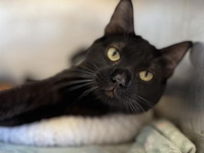 Hello my name is Holden