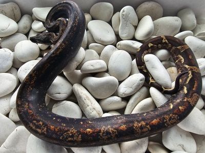 2023 Jungle Fire Hypo IMG female Boa