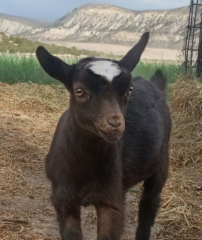 ADGA Nigerian Dwarf Doeling