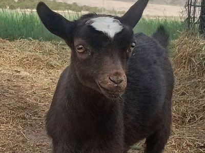 ADGA Nigerian Dwarf Doeling