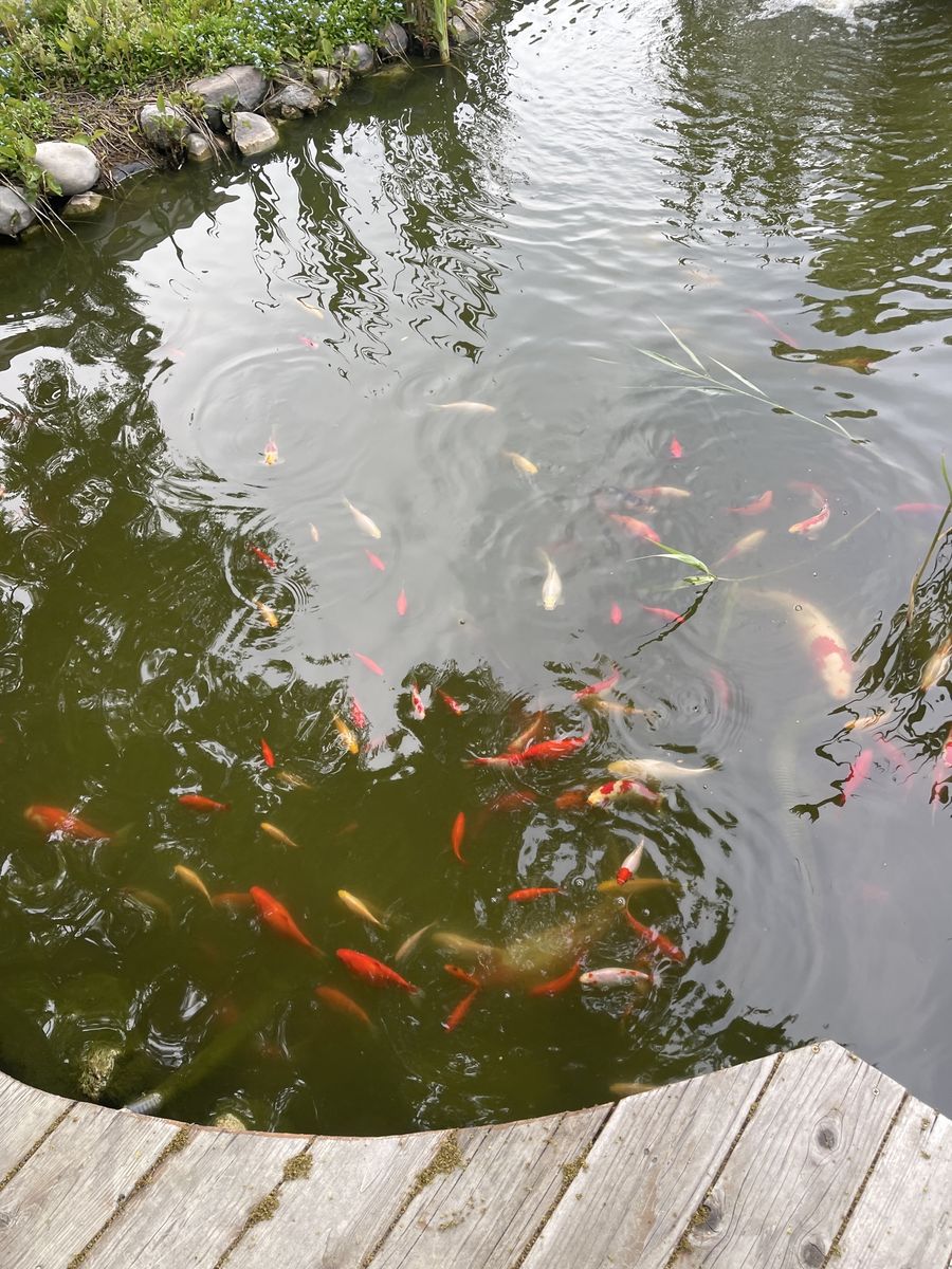 Koi fish