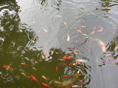Koi fish