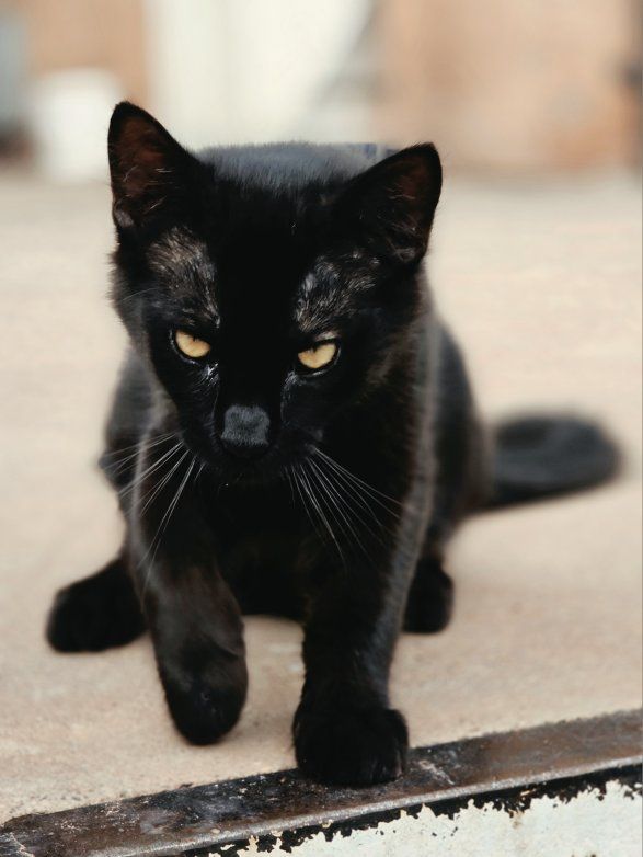 Beautiful Black Male Kitten Near Hurricane Ut.