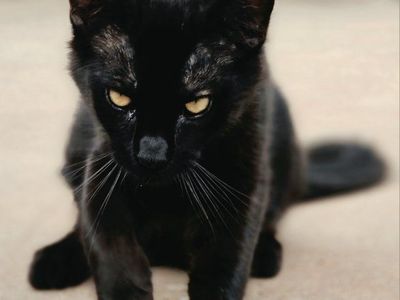 Beautiful Black Male Kitten Near Hurricane Ut.