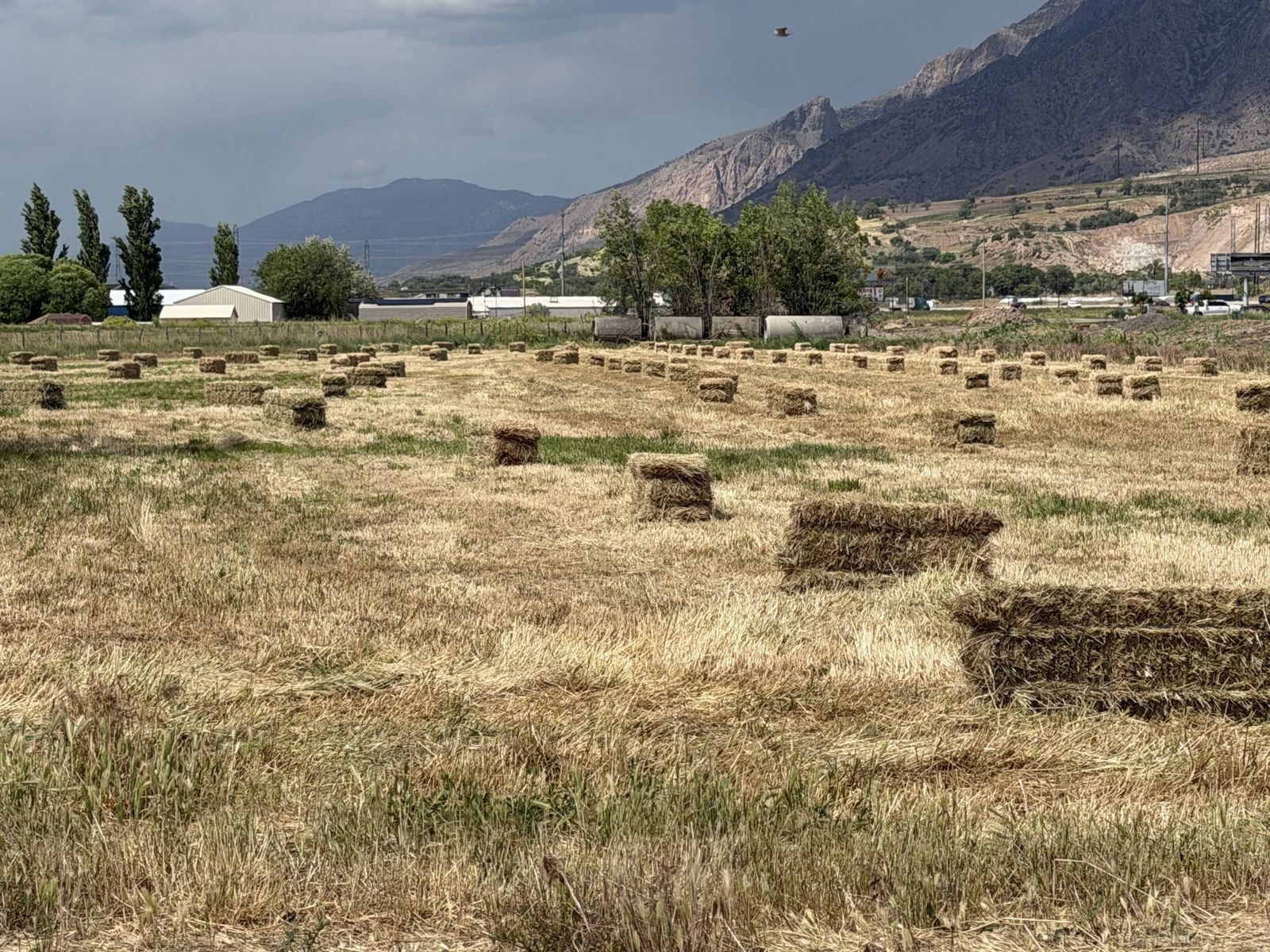 Grass Feeder Hay