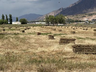 Grass Feeder Hay