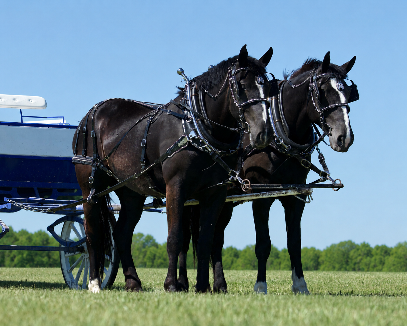 Excellet Team of Draft Horse Mares for Sale