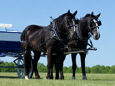 Excellet Team of Draft Horse Mares for Sale
