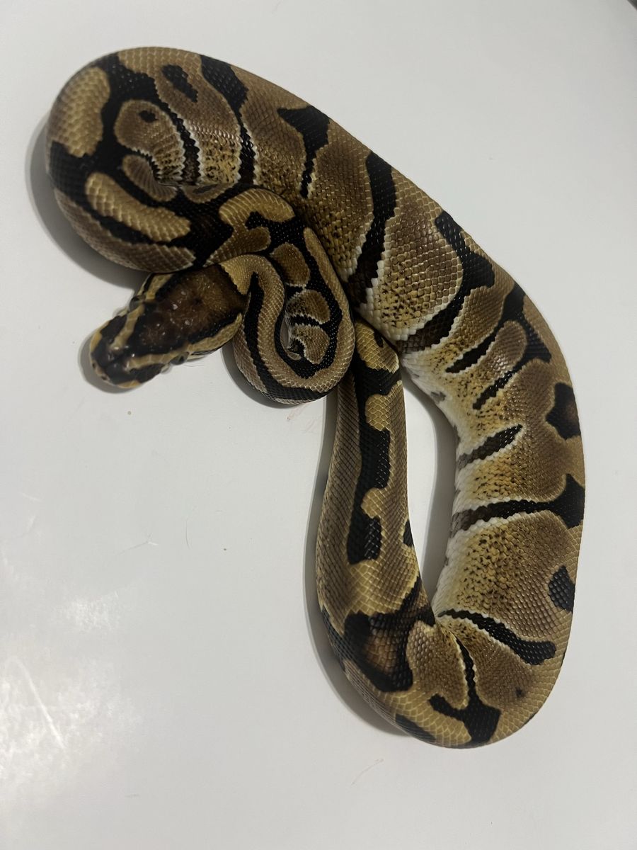 Pet Reptile Ball Python #24