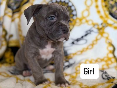American Pitbull Puppies