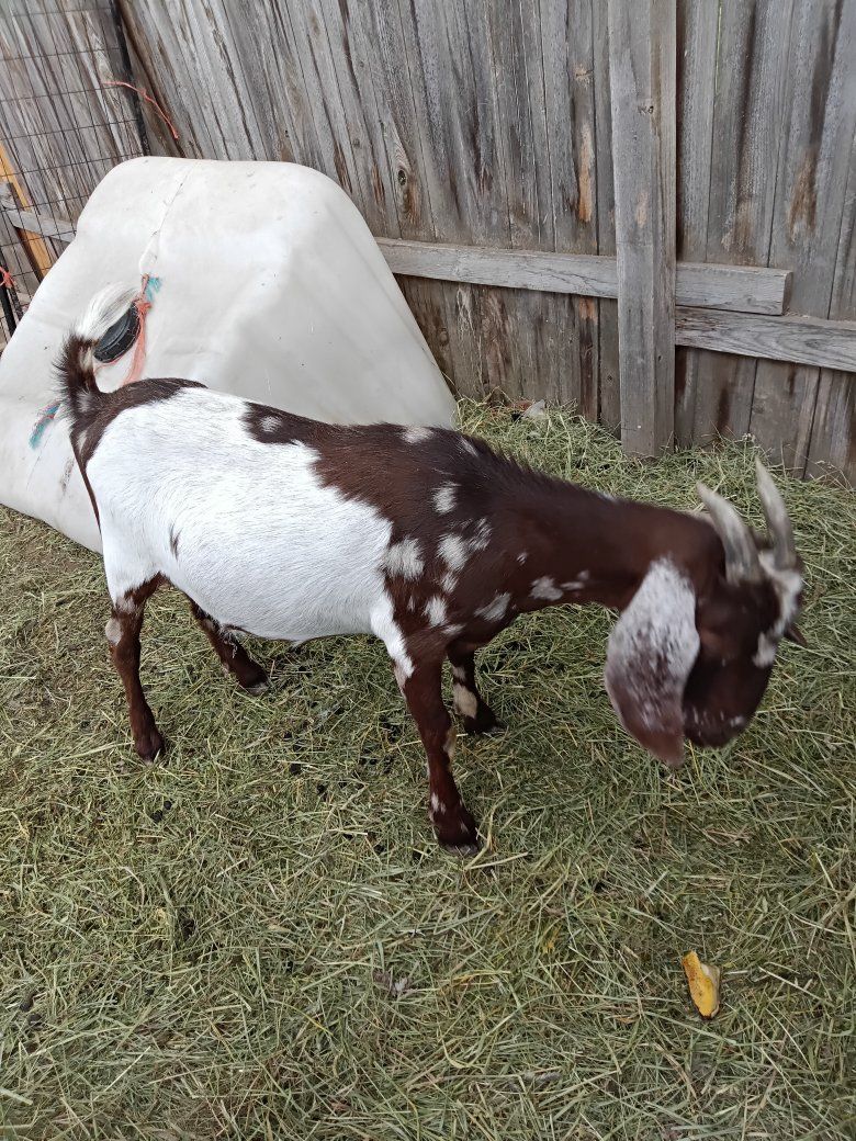 mini Nubian/boer doe and kids