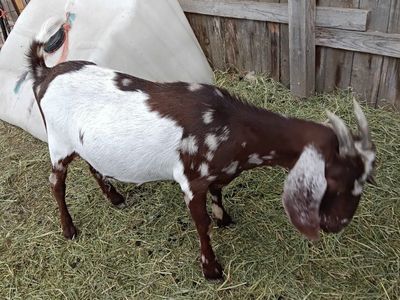 mini Nubian/boer doe and kids