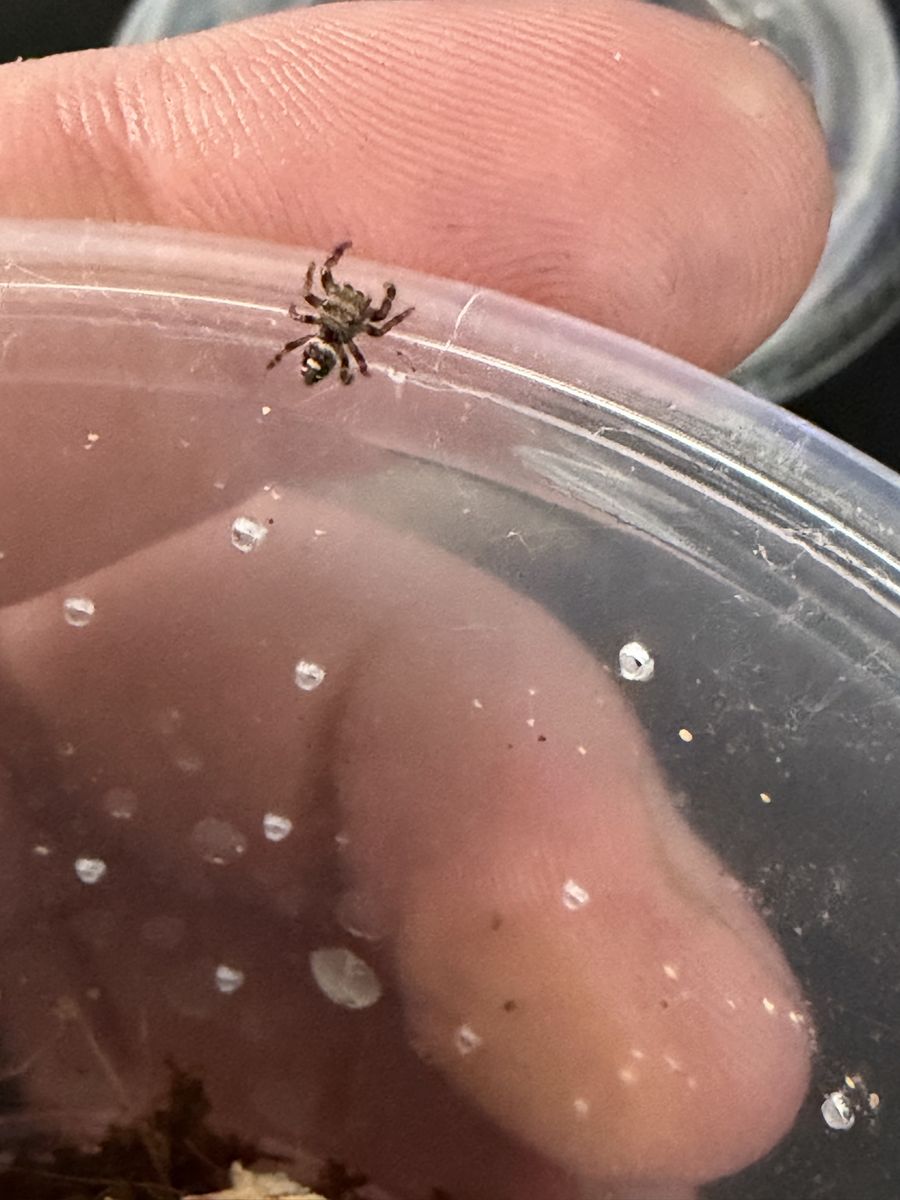 Bold jumping spider slings