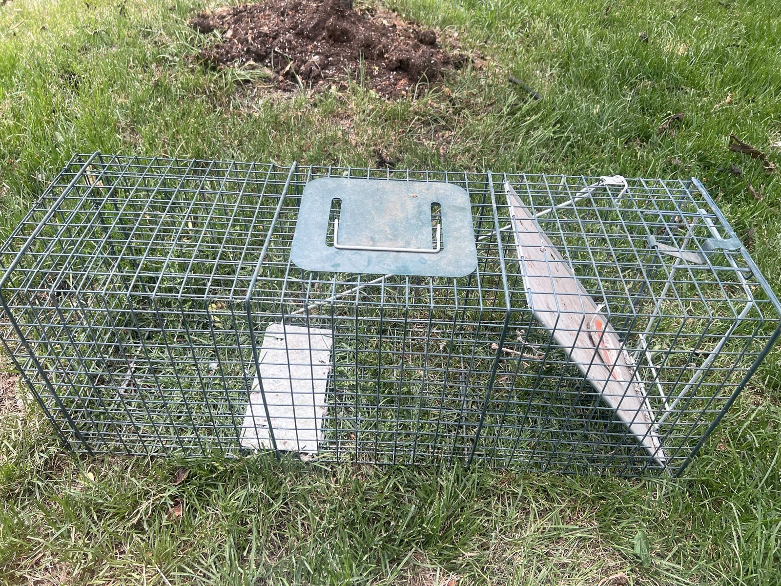 Raccoon Live Trap